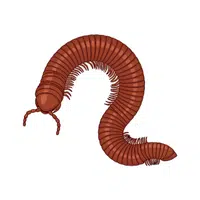 Millipede | Small Animals Names