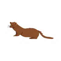 Mink | Small Animals Names