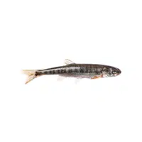 Minnow