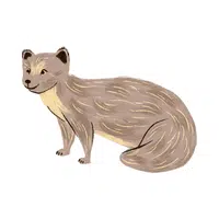 Mongoose | Small Animals Names