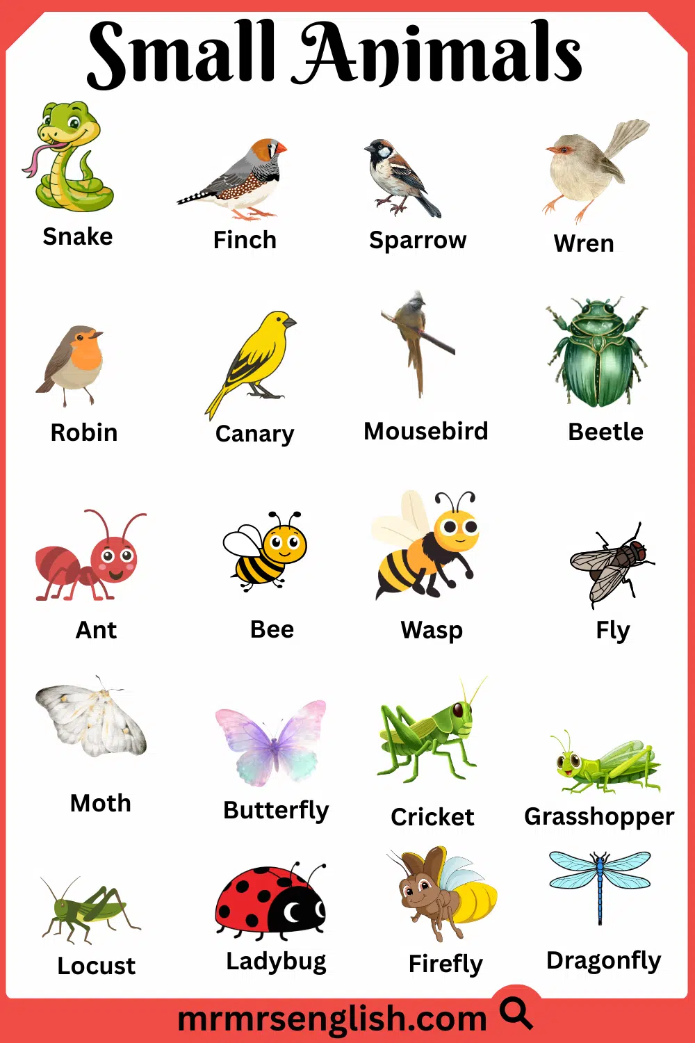 Most Popular Small Animals Names with Pictures
