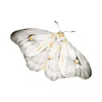 Moth | Small Animals Names