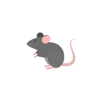 Mouse | Cute Animals Names