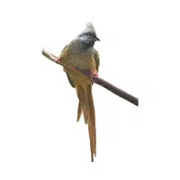Mousebird | Small Animals Names