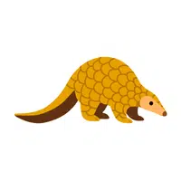 Pangolin | Small Animals Names