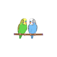 Parakeet | Cute Animals Names