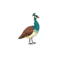 Peahen | Cute Animals Names