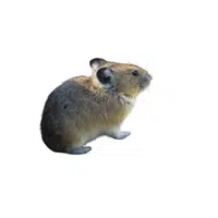 Pika | Small Animals Names