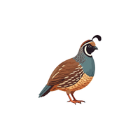 Quail | Cute Animals Names