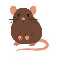 Rat | Small Animals Names