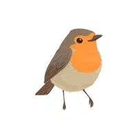 Robin | Small Animals Names
