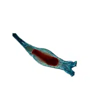 Rotifer