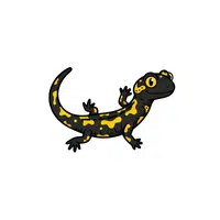 Salamander | Small Animals Names