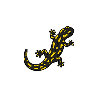 Salamander | Cute Animals Names
