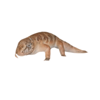 Seymouria | Prehistoric Animals Names