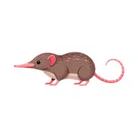 Shrew | Small Animals Names