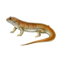 Skink | Small Animals Names