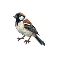 Sparrow | Small Animals Names
