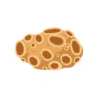 Sponge