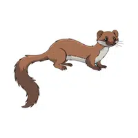 Stoat | Small Animals Names