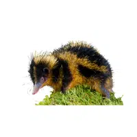 Tenrec | Small Animals Names