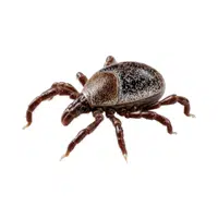 Tick