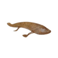 Tiktaalik | Prehistoric Animals Names