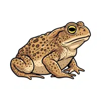Toad | Small Animals Names