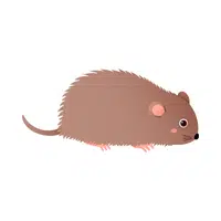 Vole | Small Animals Names