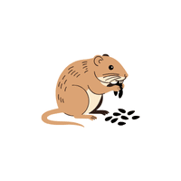 Vole | Cute Animals Names