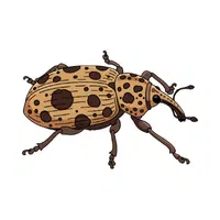 Weevil | Small Animals Names