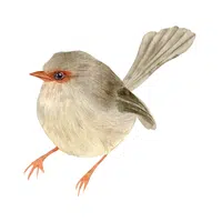 Wren | Small Animals Names