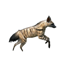 Aardwolf