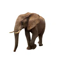 African Forest Elephant | Largest Animals Names