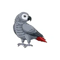 African Grey Parrot | Endangered Animals Names