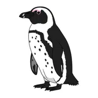 African Penguin