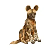 African Wild Dog | Carnivorous Animals Names
