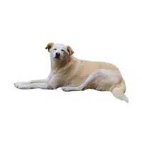 Aidi | Guard Animals Names
