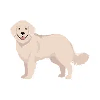 Akbash | Guard Animals Names 