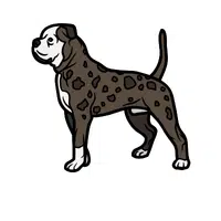 Alapaha Blue Blood Bulldog 