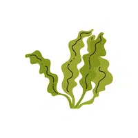 Algae | 100 Natural Things Names