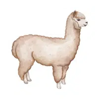 Alpaca | Friendly Animals Names