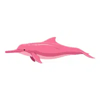 Amazon River Dolphin | Endangered Animals Names