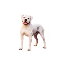 American Bulldog | Guard Animals Names 