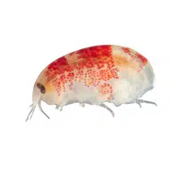 Amphipod | Crustaceans Names 