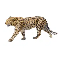 Amur Leopard | Endangered Animals Names