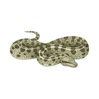 Anaconda | Carnivorous Animals Names