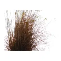 Andropogon | Cereals Names 