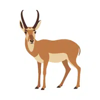 Antelope