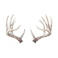 Antler | 100 Natural Things Names